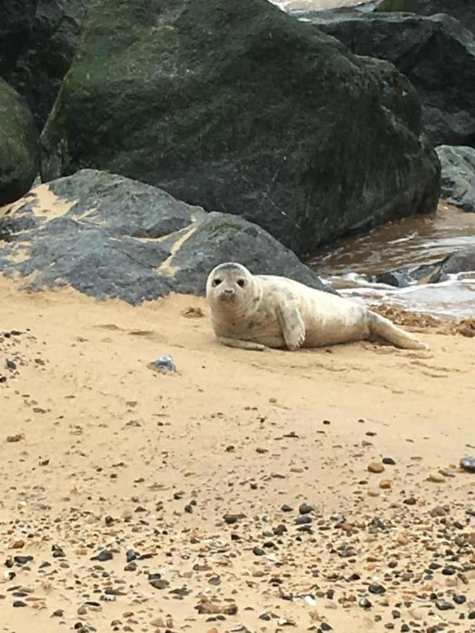 Coastal Terrace Dogs Welcome Optional Hot Tub Villa Sea Palling Esterno foto